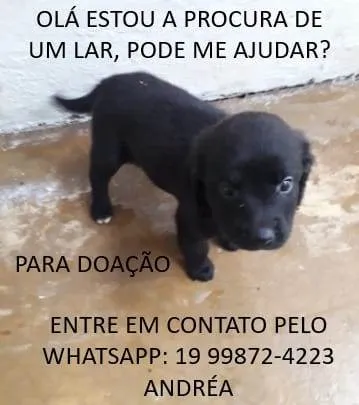 Cachorro ra a  idade  nome a escolher