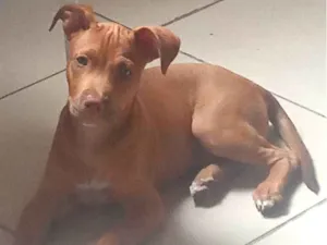 Cachorro raça Pitibuul idade 2 a 6 meses nome Bruce