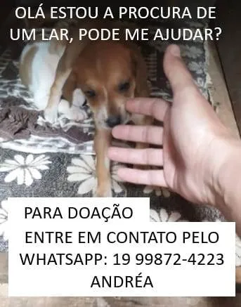 Cachorro ra a  idade  nome a escolher
