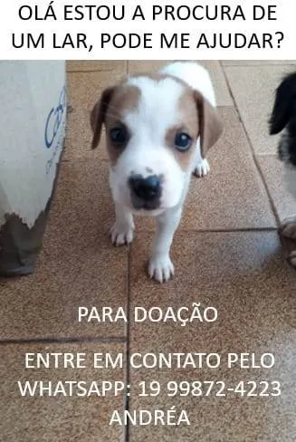 Cachorro ra a  idade  nome a escolher