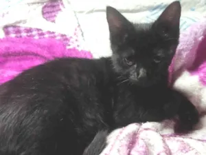 Gato raça SRD-ViraLata idade 2 a 6 meses nome Lua e Astros 