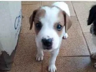 Cachorro ra a  idade  nome a escolher