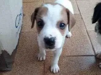 Cachorro ra a  idade  nome a escolher