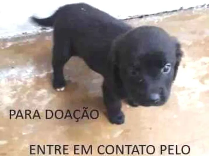 Cachorro ra a  idade  nome a escolher