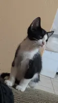 Otávio