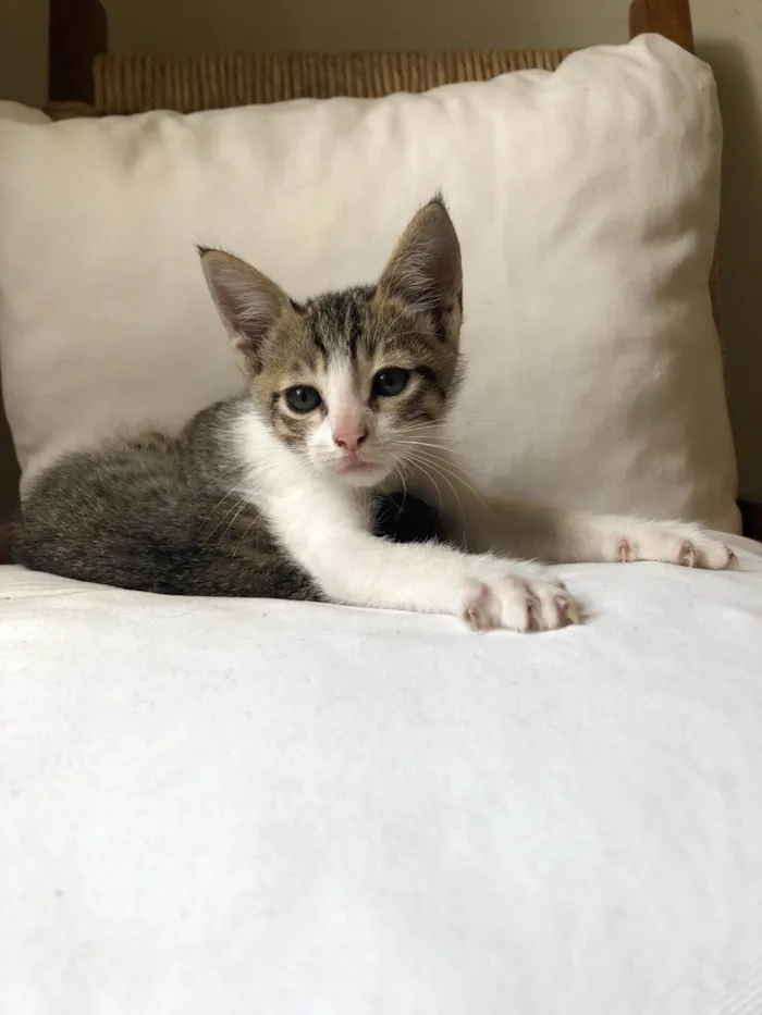 Gato raça SRD-ViraLata idade Abaixo de 2 meses nome Chico 
