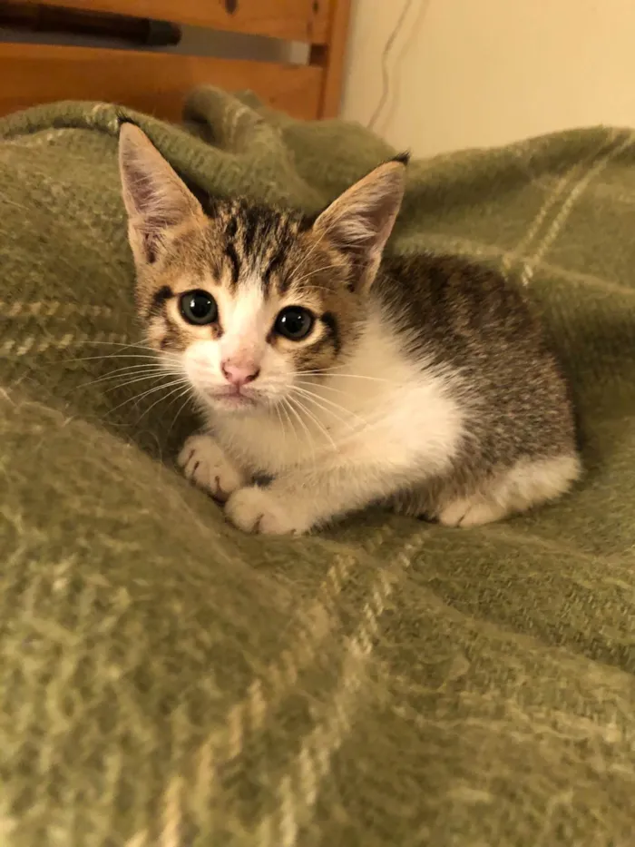 Gato raça SRD-ViraLata idade Abaixo de 2 meses nome Chico 