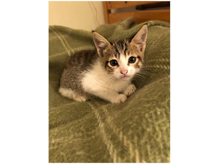 Gato raça SRD-ViraLata idade Abaixo de 2 meses nome Chico 