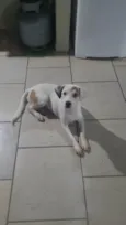 Bella