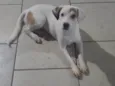 Bella