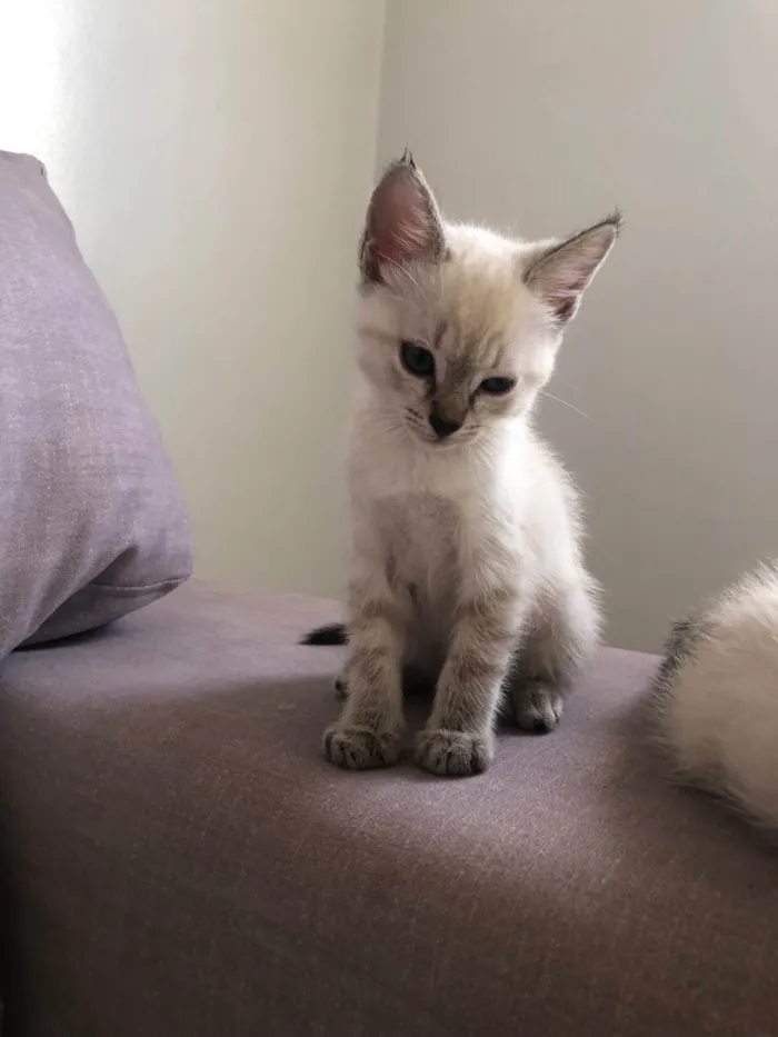 Gato ra a  idade Abaixo de 2 meses nome Alice e Anabel
