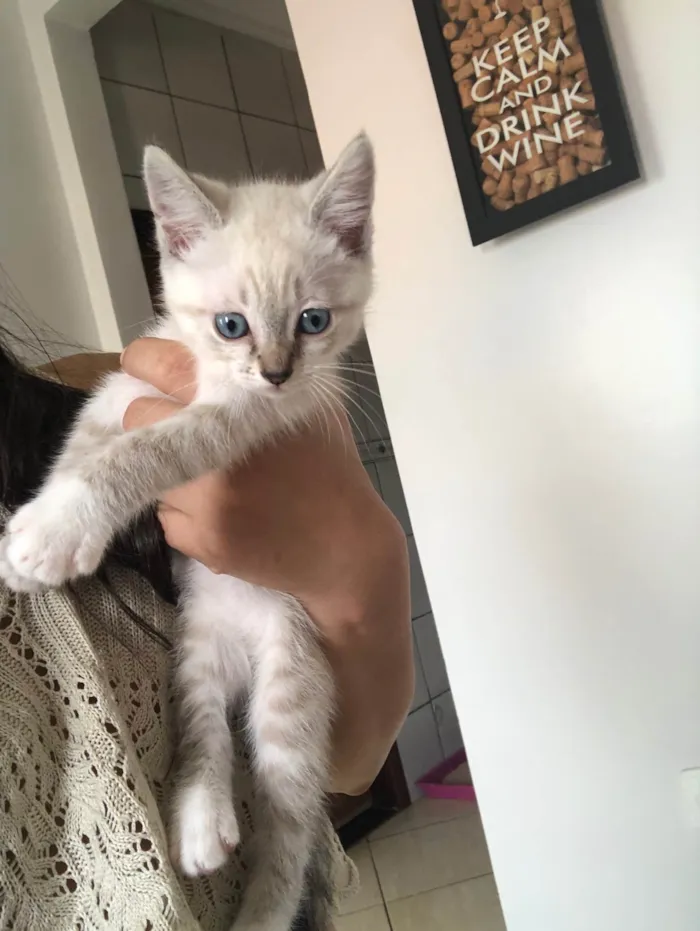 Gato ra a  idade Abaixo de 2 meses nome Alice e Anabel