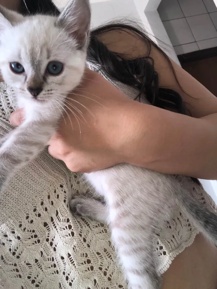 Gato ra a  idade Abaixo de 2 meses nome Alice e Anabel