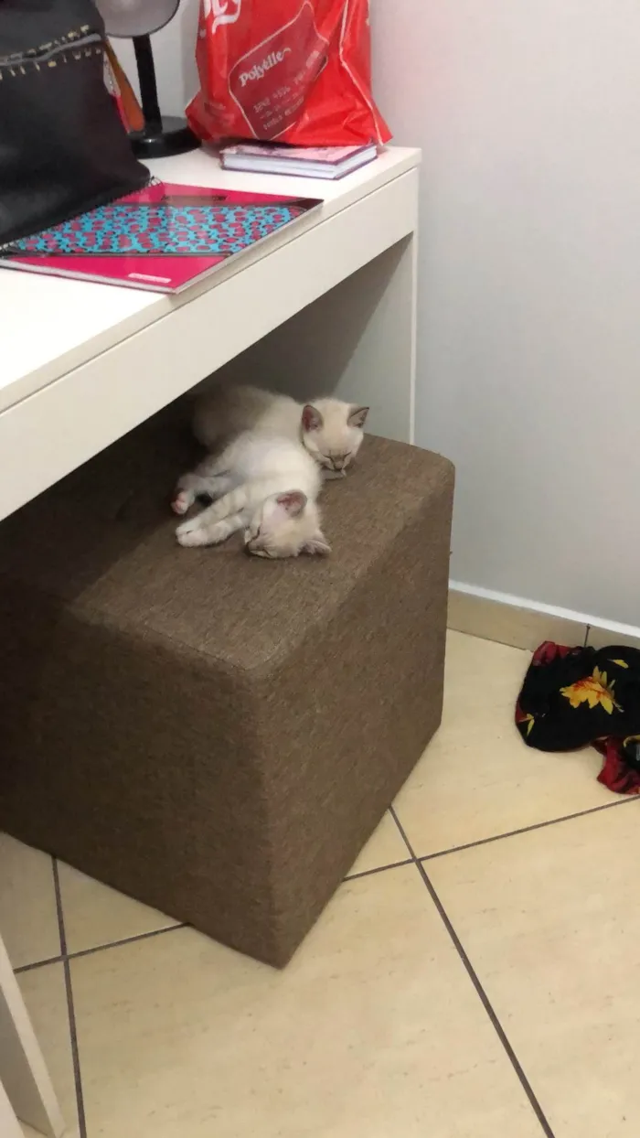 Gato ra a  idade Abaixo de 2 meses nome Alice e Anabel