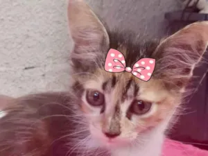 Gato raça Mestica  idade 2 a 6 meses nome Tina 