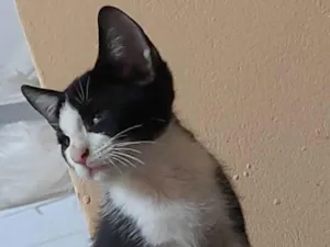 Gato raça Srd idade Abaixo de 2 meses nome  Otávio 