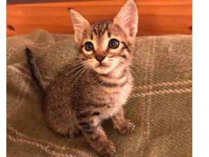Gato raça SRD-ViraLata idade Abaixo de 2 meses nome Kiko 