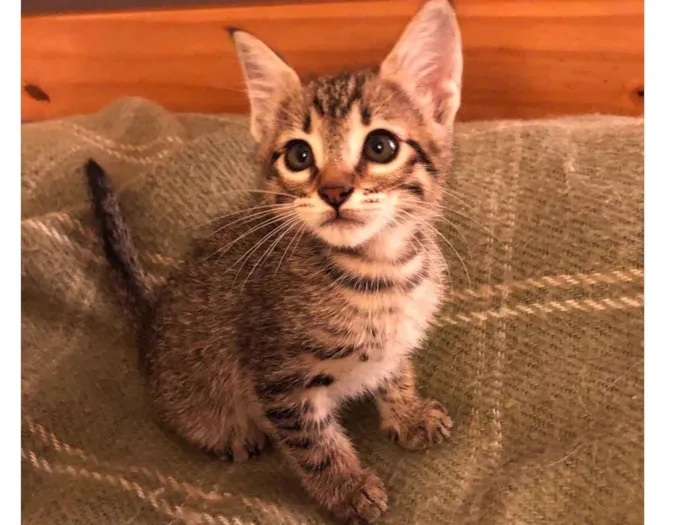 Gato raça SRD-ViraLata idade Abaixo de 2 meses nome Kiko 