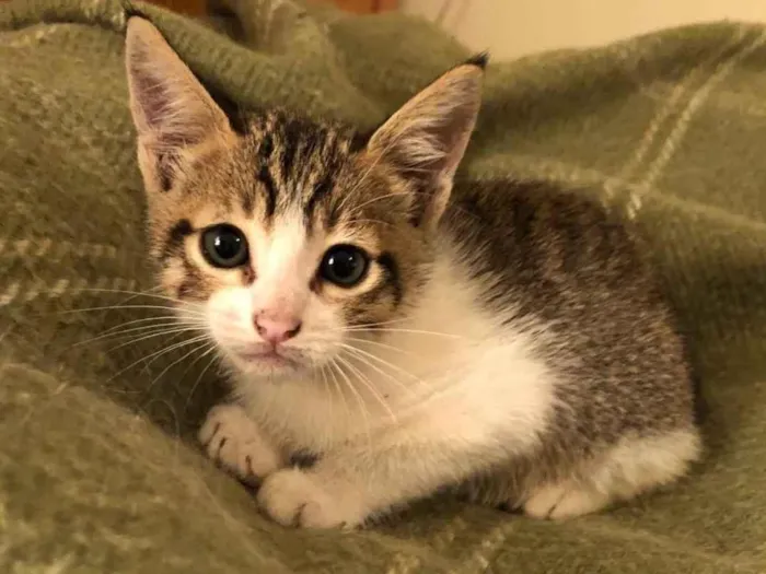 Gato raça SRD-ViraLata idade Abaixo de 2 meses nome Chico 