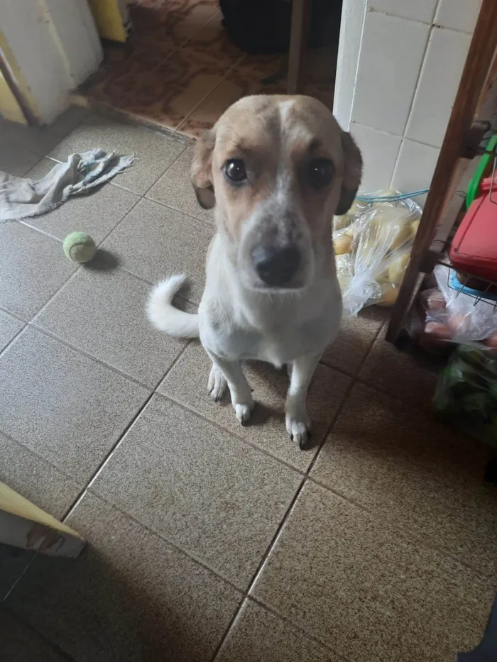 Cachorro ra a SRD-ViraLata idade 7 a 11 meses nome larica