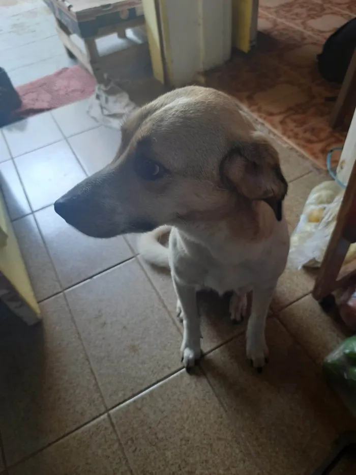 Cachorro ra a SRD-ViraLata idade 7 a 11 meses nome larica