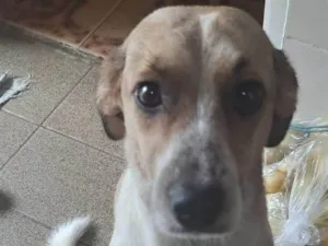 Cachorro raça SRD-ViraLata idade 7 a 11 meses nome larica