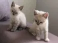 Alice e Anabel