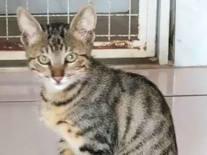 Gato raça SRD-ViraLata idade 2 a 6 meses nome CHICLETINHO