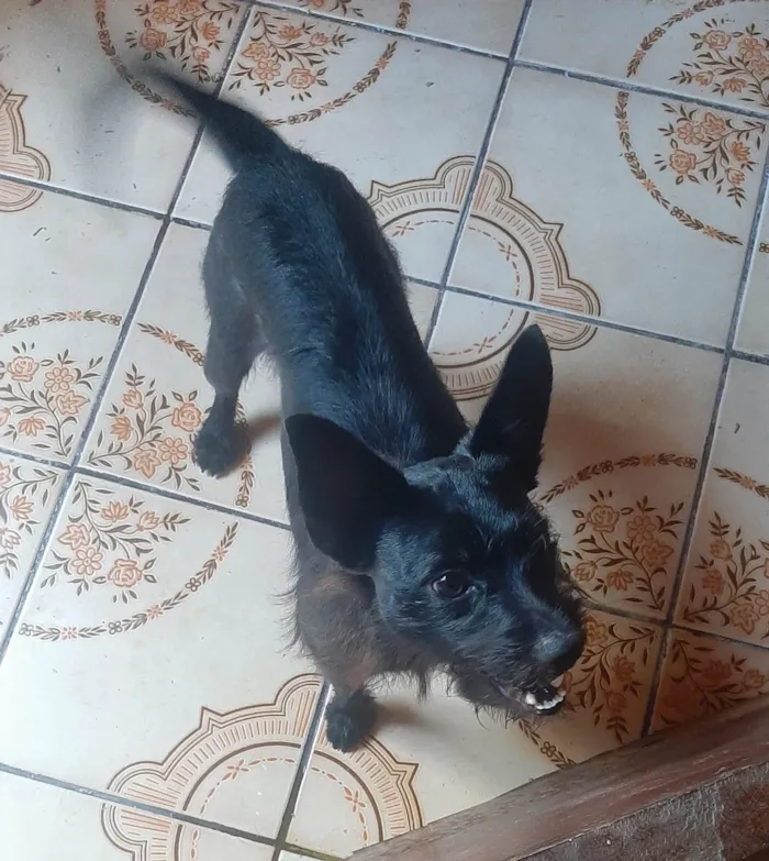 Cachorro ra a SRD-ViraLata idade 2 anos nome Duke