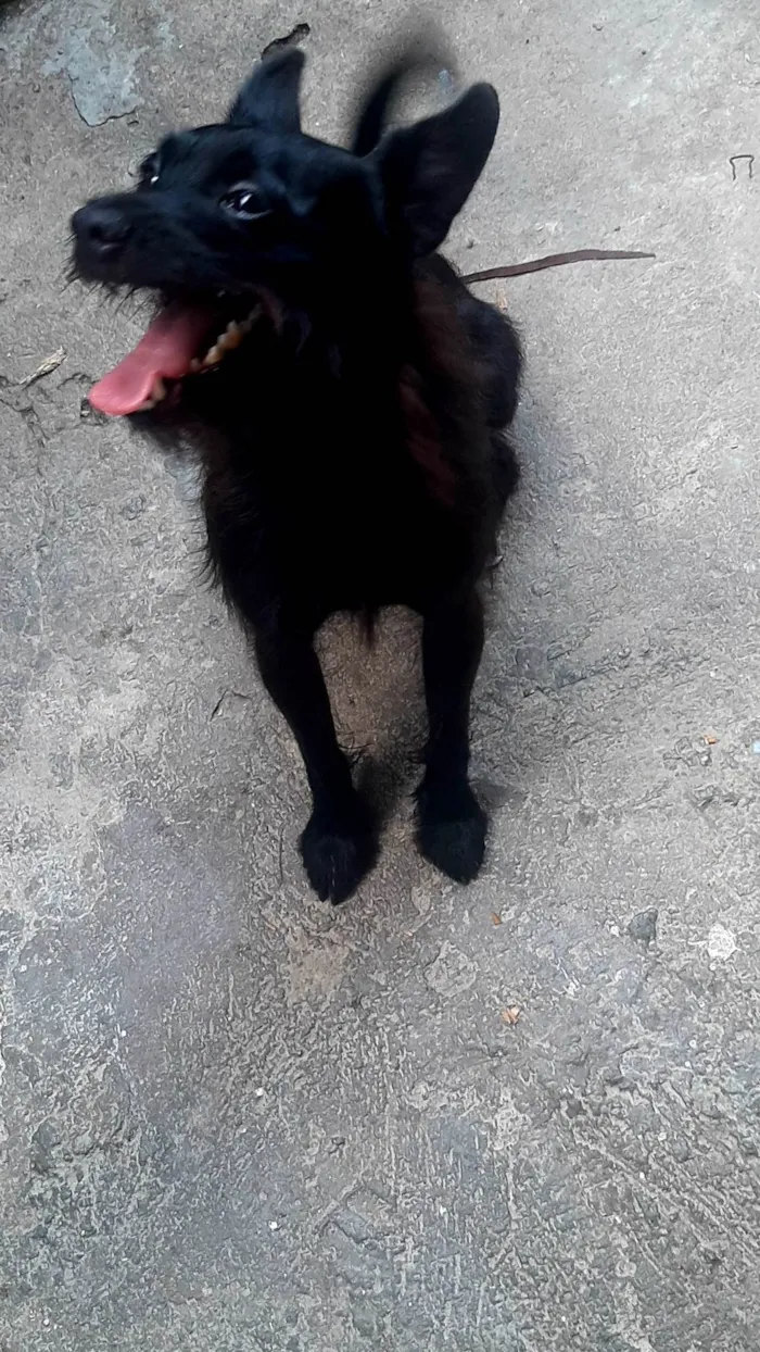 Cachorro ra a SRD-ViraLata idade 2 anos nome Duke