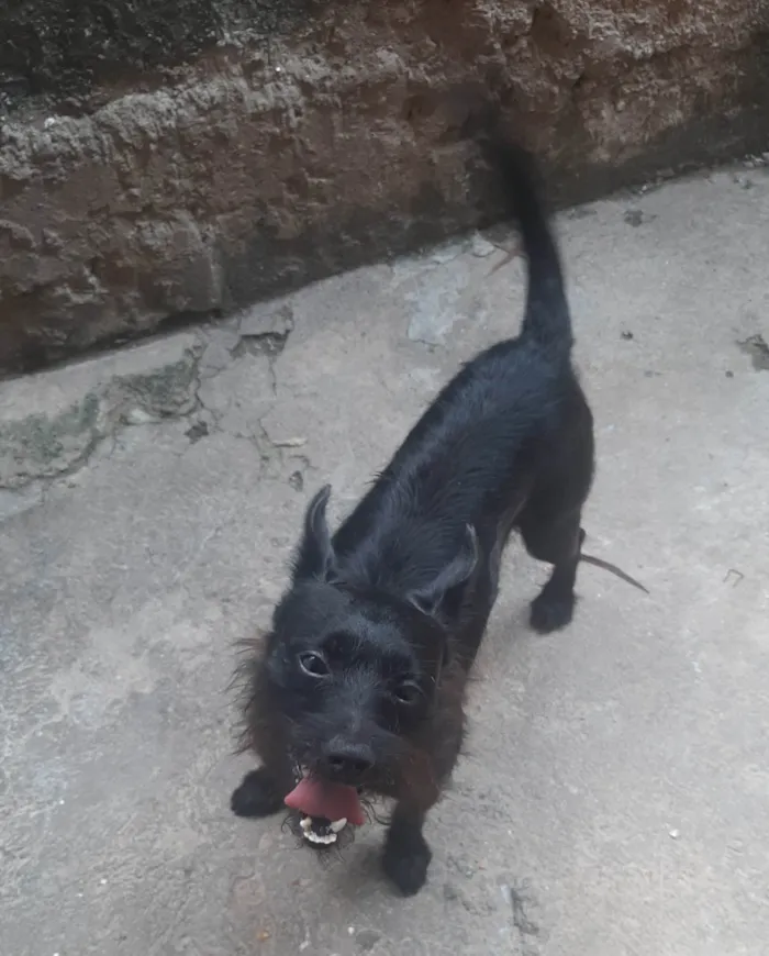 Cachorro ra a SRD-ViraLata idade 2 anos nome Duke