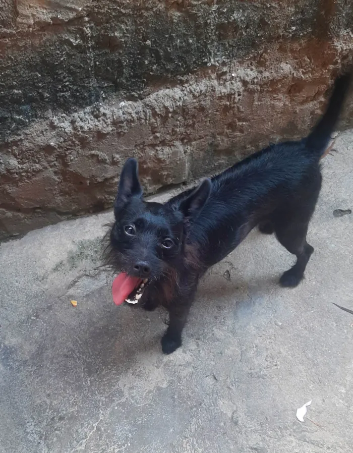 Cachorro ra a SRD-ViraLata idade 2 anos nome Duke