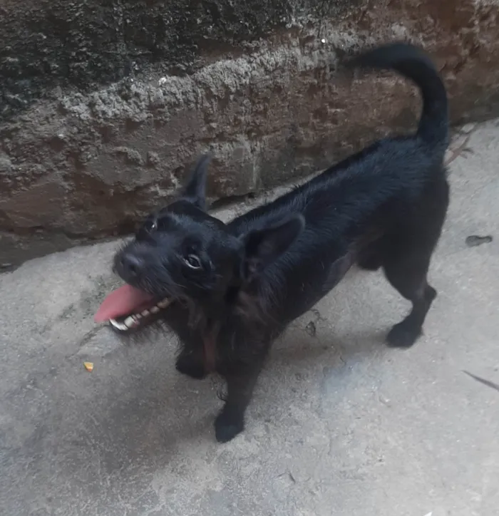 Cachorro ra a SRD-ViraLata idade 2 anos nome Duke