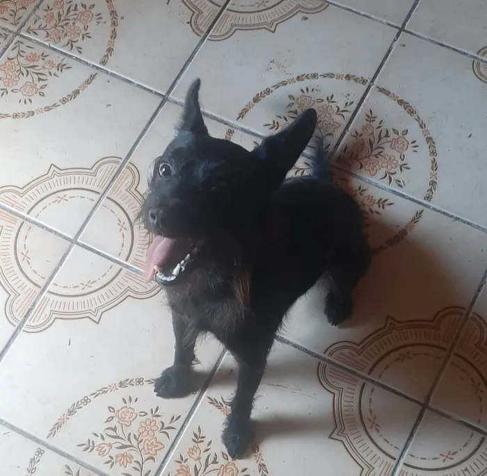 Cachorro ra a SRD-ViraLata idade 2 anos nome Duke