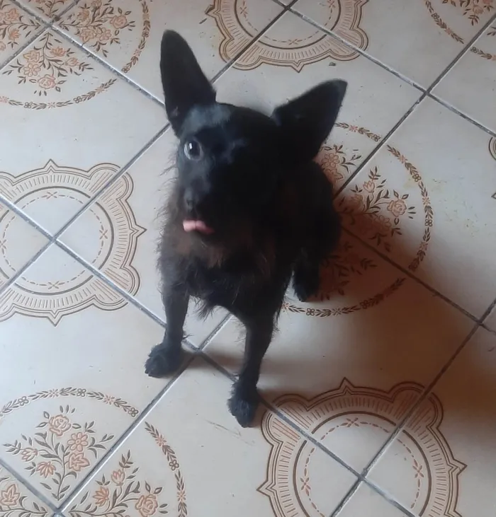 Cachorro ra a SRD-ViraLata idade 2 anos nome Duke