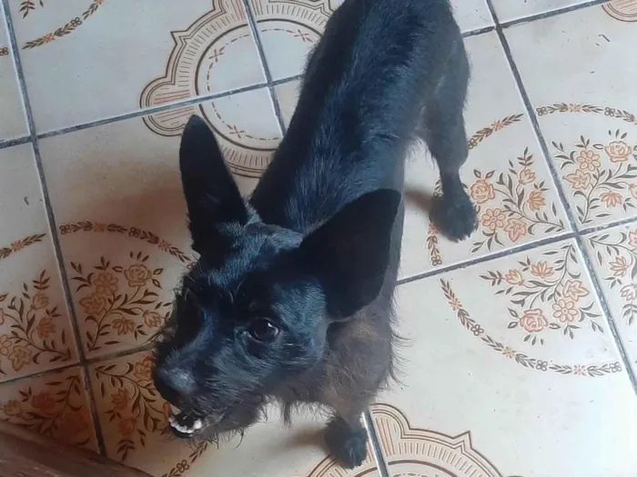 Cachorro ra a SRD-ViraLata idade 2 anos nome Duke