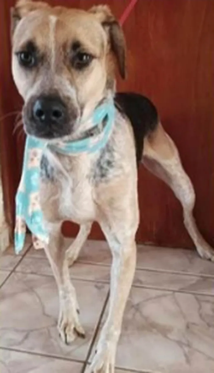 Cachorro ra a SRD idade 3 anos nome Luigi Belezura