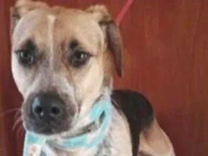 Cachorro raça SRD idade 3 anos nome Luigi Belezura