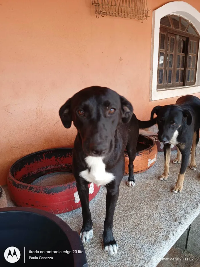 Cachorro ra a SRD-ViraLata idade 1 ano nome Romeu e Julieta