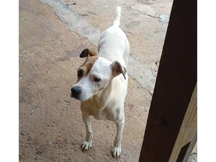 Cachorro ra a SRD-ViraLata idade 6 ou mais anos nome Cristal de Boa