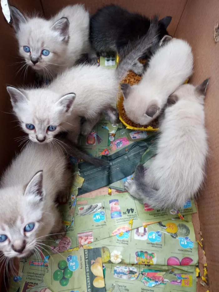 Gato ra a SRD-ViraLata idade Abaixo de 2 meses nome Filhotes