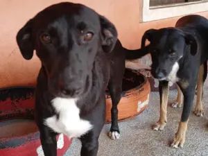 Cachorro raça SRD-ViraLata idade 1 ano nome Romeu e Julieta