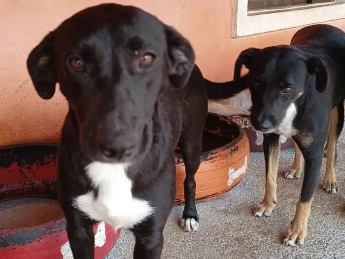 Cachorro ra a SRD-ViraLata idade 1 ano nome Romeu e Julieta