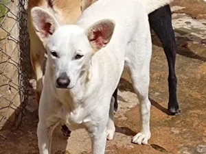 Cachorro raça SRD-ViraLata idade 2 anos nome Olivia 2
