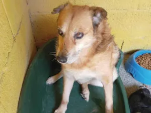 Cachorro raça SRD-ViraLata idade 6 ou mais anos nome Betoven - Especial