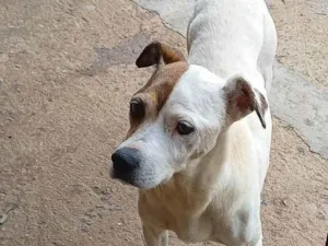 Cachorro raça SRD-ViraLata idade 6 ou mais anos nome Cristal de Boa