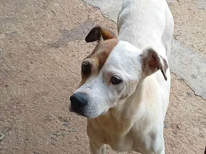 Cachorro ra a SRD-ViraLata idade 6 ou mais anos nome Cristal de Boa