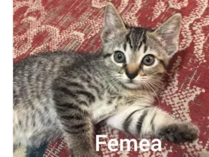Gato raça SRD-ViraLata idade 2 a 6 meses nome Gato