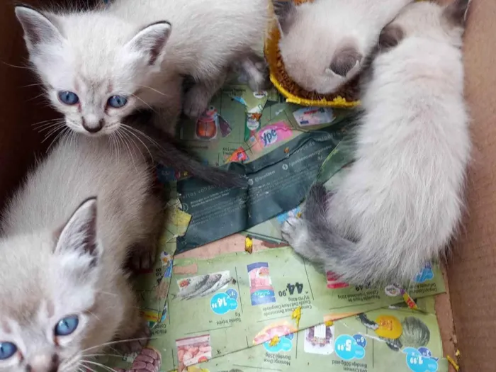Gato ra a SRD-ViraLata idade Abaixo de 2 meses nome Filhotes