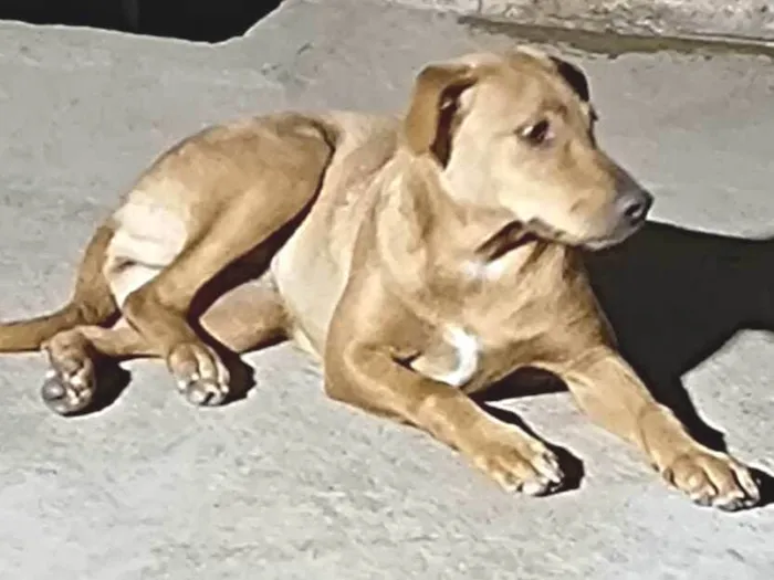 Cachorro ra a SRD-ViraLata idade 7 a 11 meses nome Vick - Filhote